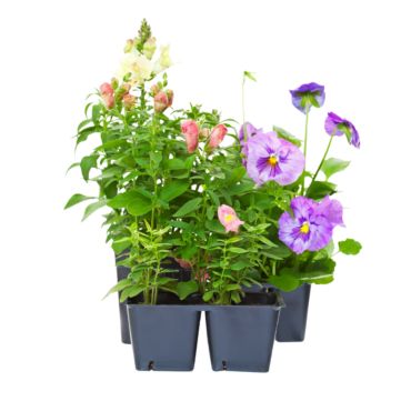 Planting Containers